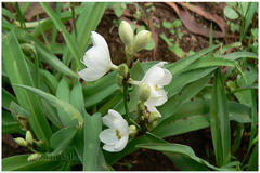 Chlorophytum tuberosum